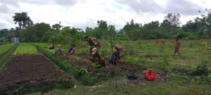 Dukung Ketahanan Pangan, Babinsa Bantu Petani Sayur di Miomaffo Barat