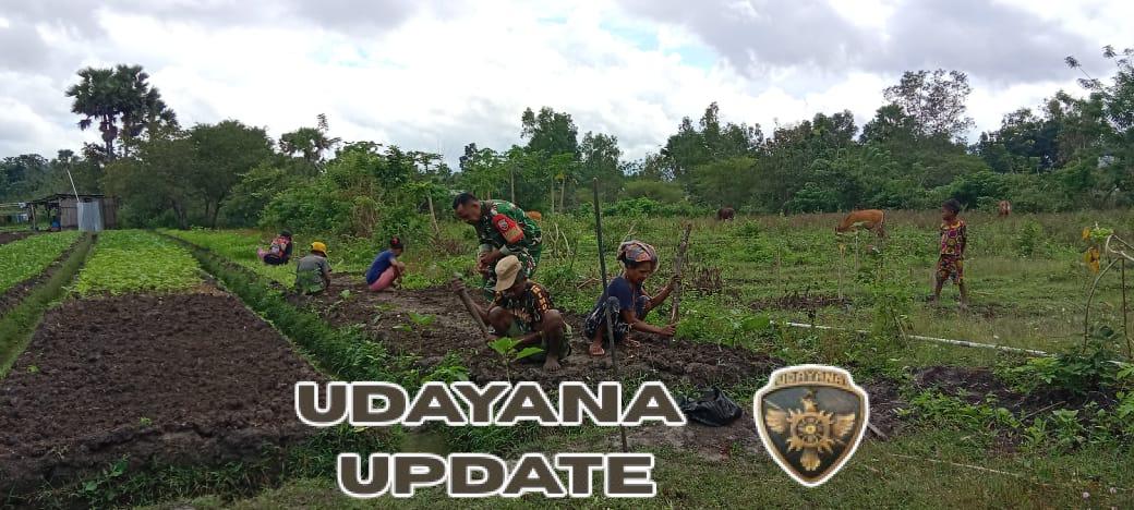 Dukung Ketahanan Pangan, Babinsa Bantu Petani Sayur di Miomaffo Barat