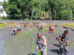 Babinsa Koramil 1622-04/Lembur Aktif Dampingi Warga Tingkatkan Ketahanan Pangan