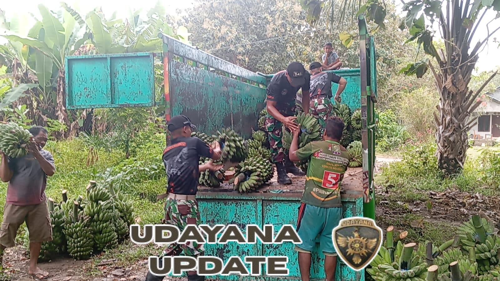 Pos Haslot Bersama Masyarakat Desa Alas Selatan Panen Pisang Untuk Dipasarkan