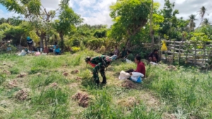 Babinsa Koptu Alis Sinlae Bantu Panen Bawang di Kebun Warga Desa Kuli Aisele
