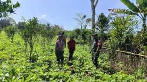 Babinsa Desa Landih Aktif Bantu Petani Bersihkan Gulma untuk Tingkatkan Produksi Pangan
