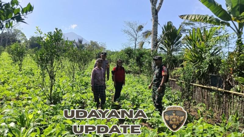 Babinsa Desa Landih Aktif Bantu Petani Bersihkan Gulma untuk Tingkatkan Produksi Pangan