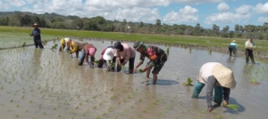 Babinsa Sertu Risdianto Lonameo Dampingi Petani Poktan Tuanaklain Tanam Padi di Lidamanu