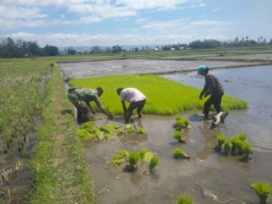 Persiapan Masa Tanam Kedua, Babinsa Bantu Petani Cabut Bibit Padi Mauliiru