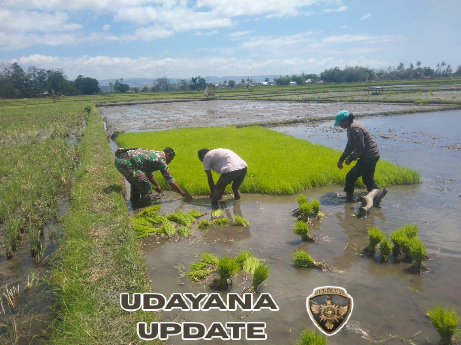 Persiapan Masa Tanam Kedua, Babinsa Bantu Petani Cabut Bibit Padi Mauliiru