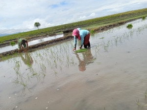Babinsa Koramil 1612-06/Lembor Terjun ke Sawah, Bantu Petani Tanam Padi di Siru