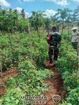 Kunjungi Lahan Tanaman Tomat, Babinsa Komsos Dengan Petani Tomat
