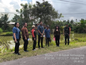 Tingkatkan Produktifitas Pertanian, Babinsa Tusan Beri Pendampingan Pengendalian Hama Tikus Dan LTT