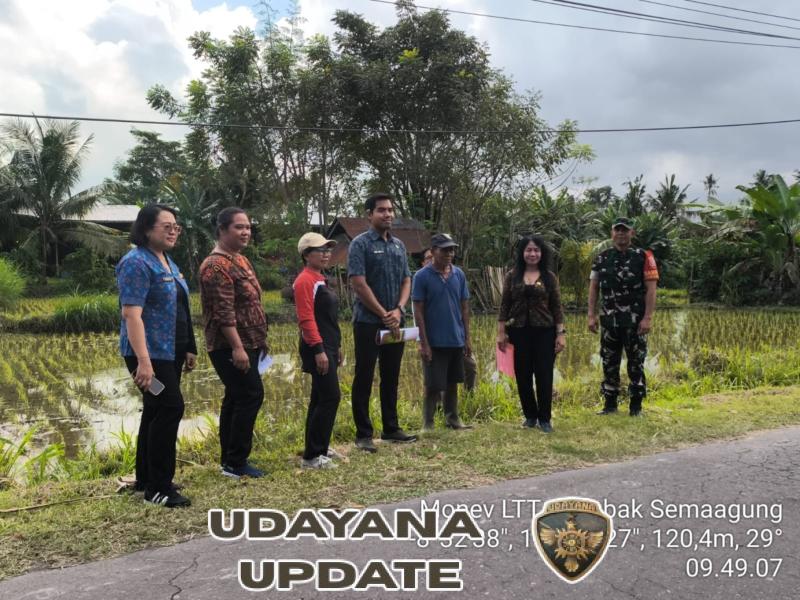 Tingkatkan Produktifitas Pertanian, Babinsa Tusan Beri Pendampingan Pengendalian Hama Tikus Dan LTT