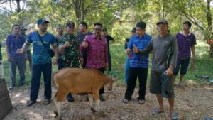 Babinsa Bersama Pemdes Banyuatis Salurkan Bantuan Bibit Sapi ke Peternak