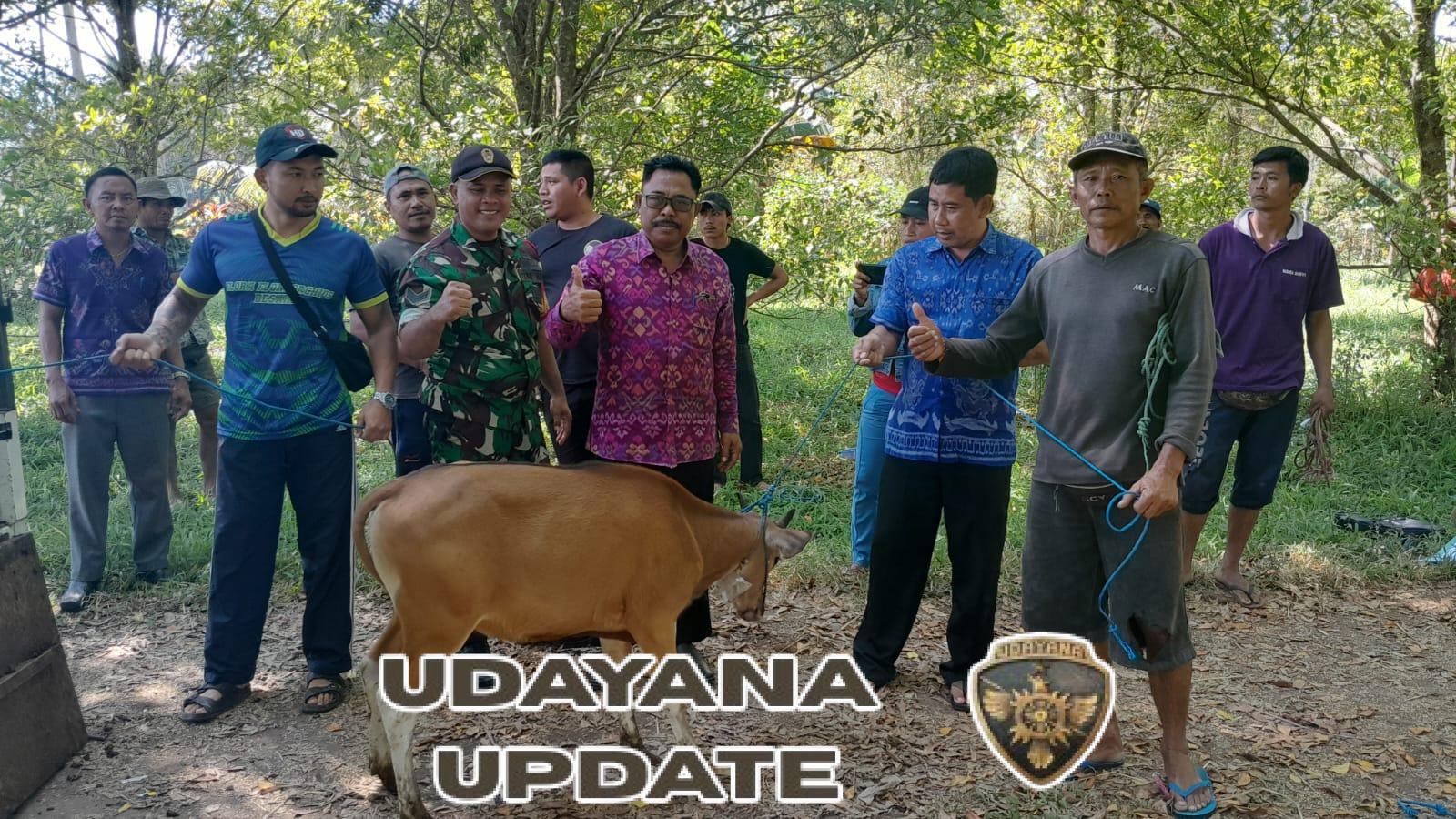 Babinsa Bersama Pemdes Banyuatis Salurkan Bantuan Bibit Sapi ke Peternak