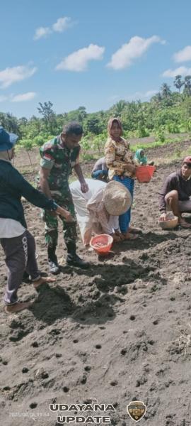 Babinsa Bantu Petani Tanam Bawang di Rote Timur, Wujud Nyata Kemanunggalan TNI-Rakyat