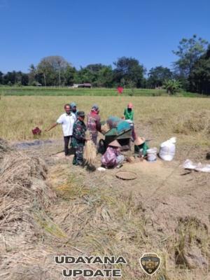 Babinsa Desa Lape Turun ke Sawah, Dukung Ketahanan Pangan Lewat Panen Padi