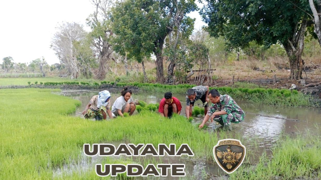 Babinsa Koramil 02/Rindi Umalulu Dampingi Petani Cabut Bibit Padi di Desa Kabaru