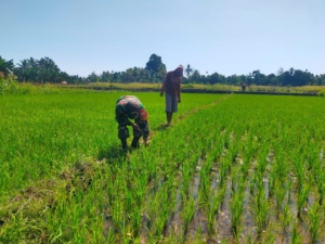 Babinsa Aimoli Bantu Bersihkan Sawah Kelompok Tani Te’maeh Demi Dukung Ketahanan Pangan