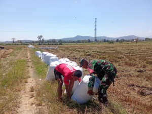Bulog Serap 8 Ton Gabah di Desa Samili, Babinsa Turut Kawal Transparansi