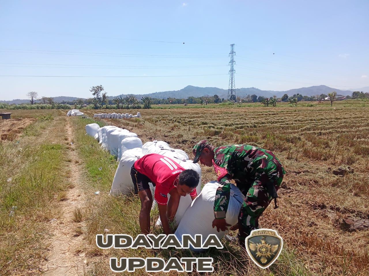 Bulog Serap 8 Ton Gabah di Desa Samili, Babinsa Turut Kawal Transparansi