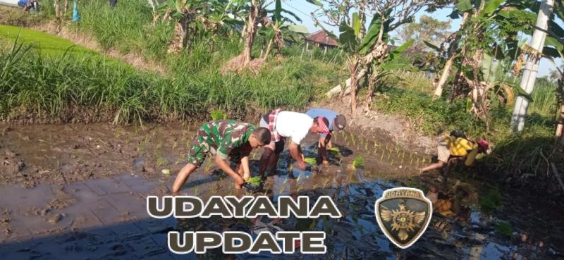 TNI Turun Sawah, Babinsa Pesinggahan Bantu Petani Tanam Padi