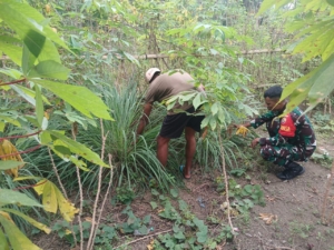 Kegiatan Hanpangan dan Pamwil Babinsa Koramil 1602-01/Ende Berjalan Lancar di Desa Jegharangga