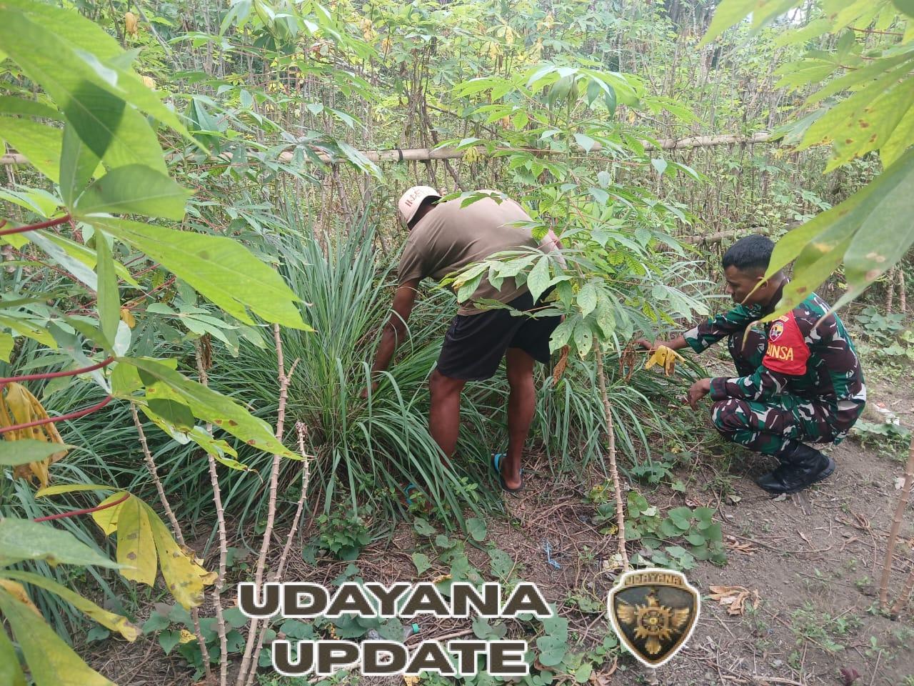 Kegiatan Hanpangan dan Pamwil Babinsa Koramil 1602-01/Ende Berjalan Lancar di Desa Jegharangga