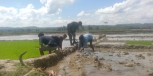 Wujudkan TNI Manunggal, Babinsa Kopda Ahas Soinbala Bantu Petani Mengolah Lahan Sawah Persiapan Tanam Padi