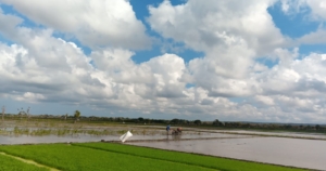 Babinsa dan Petani Bersatu, Sawah di Tanaraing Dibajak Gunakan Mesin Traktor