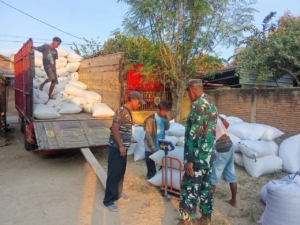 Kelompok Tani So Pambu Panen Padi, Gabah Dibeli Bulog dengan Harga Rp 6.500/Kg Didampingi Babinsa