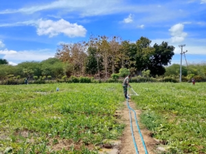 Babinsa Hundihopo Bantu Petani Rawat Tanaman Semangka dan Melon