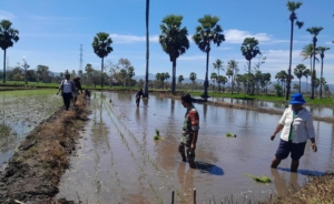 Tanpa Ragu, Babinsa Koramil 1618-05/Biut Turun ke Sawah Dukung Ketahanan Pangan