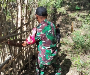 Babinsa Serda Constacio Bareto Aktif Bantu Warga Jaga Kebun dari Kerusakan Ternak