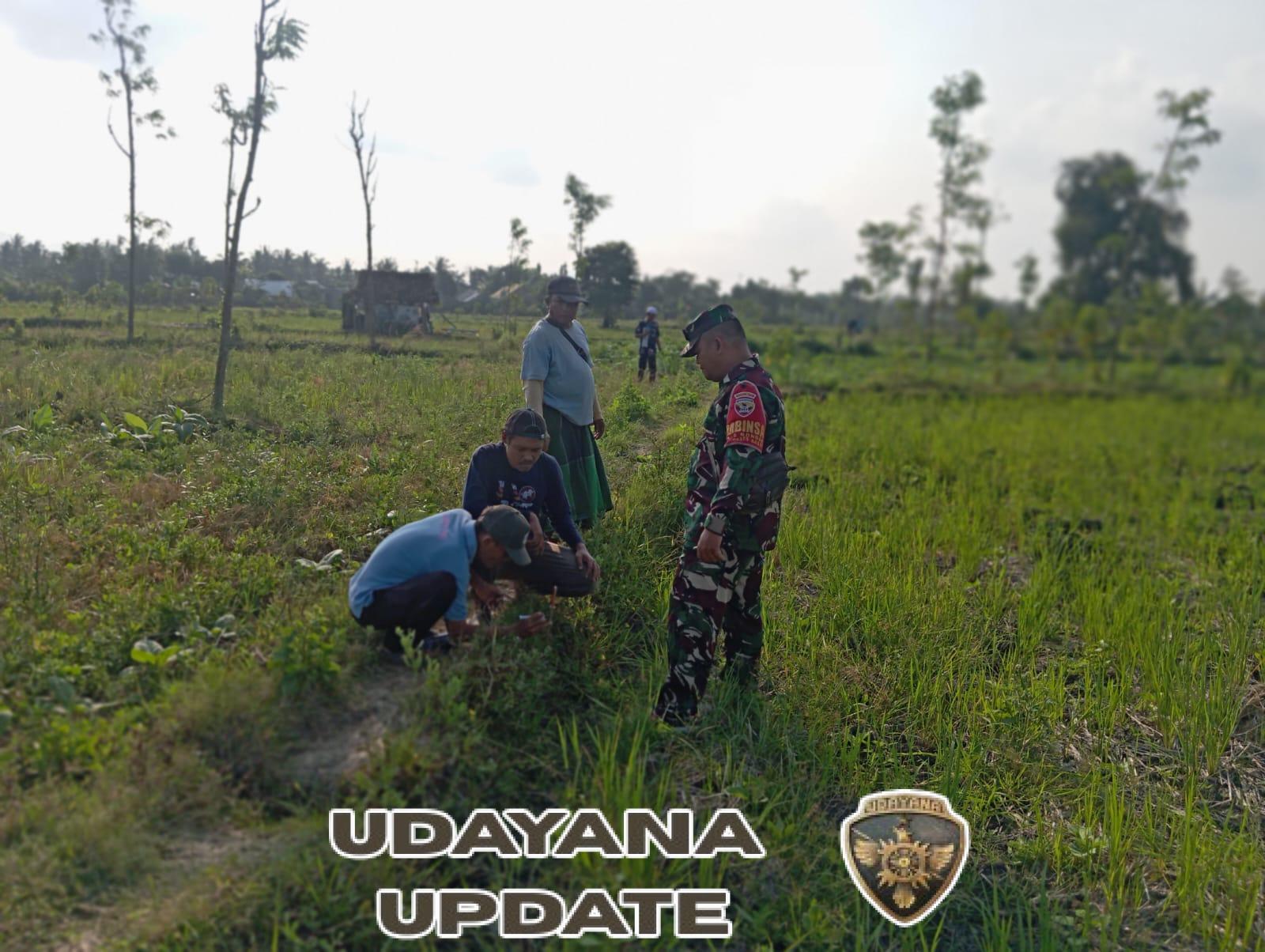 Babinsa Kawal Pengukuran Lahan Tresier, Untuk Program Optimasi Lahan