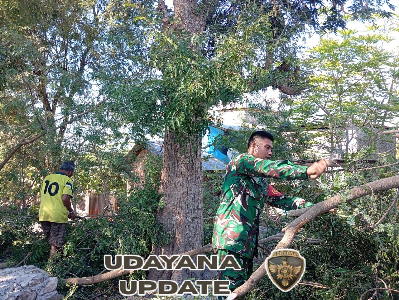 Cegah Pohon Tumbang, Babinsa Turun Tangan Bantu Warga