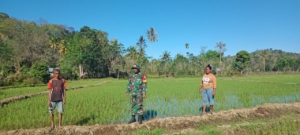 Pantau Perkembangan Padi Babinsa Koramil 04/Tabundung Turun ke Sawah