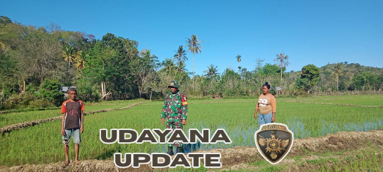 Pantau Perkembangan Padi Babinsa Koramil 04/Tabundung Turun ke Sawah