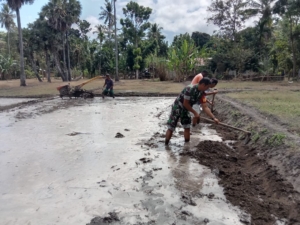 Wujudkan Ketahanan Pangan, Babinsa Kambera Terjun Bantu Pengolahan Sawah