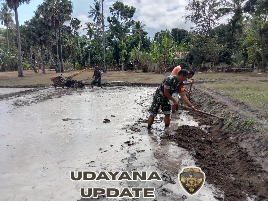 Wujudkan Ketahanan Pangan, Babinsa Kambera Terjun Bantu Pengolahan Sawah