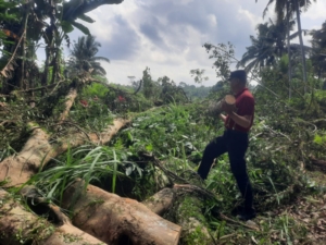 Gerak Cepat, Babinsa Manduang Turun Ke Wilayah Tangani Musibah Dahan Pohon Patah