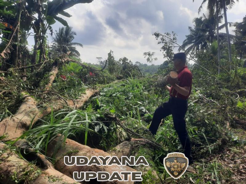 Gerak Cepat, Babinsa Manduang Turun Ke Wilayah Tangani Musibah Dahan Pohon Patah