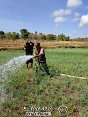 Babinsa Terus Melakukan Pendampingan Kepada Petani Guna Mendukung Program Ketahan Pangan