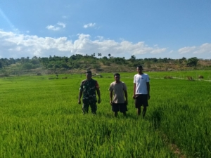 Babinsa Dampingi Petani, Cek Tanaman Padi Program Pompanisasi