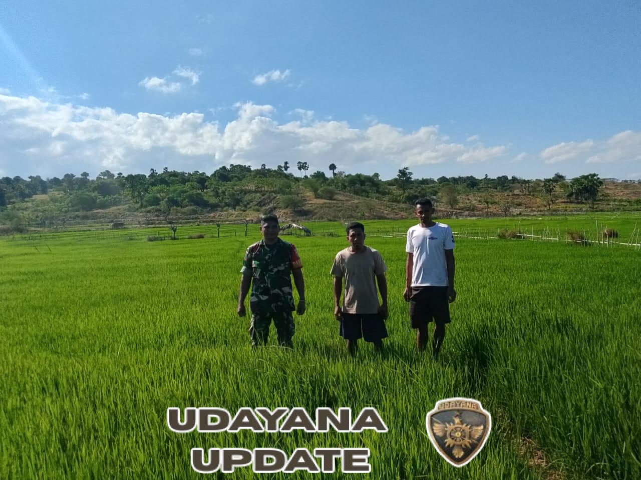 Babinsa Dampingi Petani, Cek Tanaman Padi Program Pompanisasi