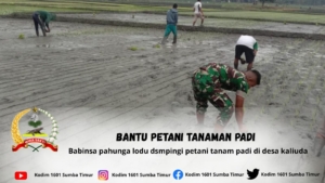 Babinsa Koramil 03/Pahunga Lodu Dampingi Petani Tanam Padi di Desa Kaliuda