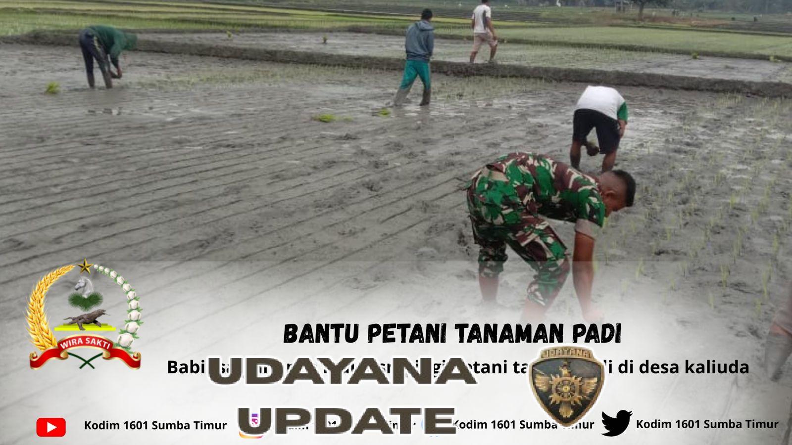 Babinsa Koramil 03/Pahunga Lodu Dampingi Petani Tanam Padi di Desa Kaliuda
