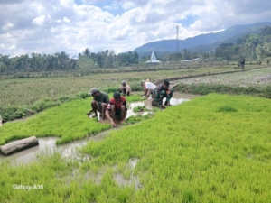 Aksi Babinsa Koramil 04/Tabundung  Bantu Petani Cabut Bibit Padi Siap Tanam