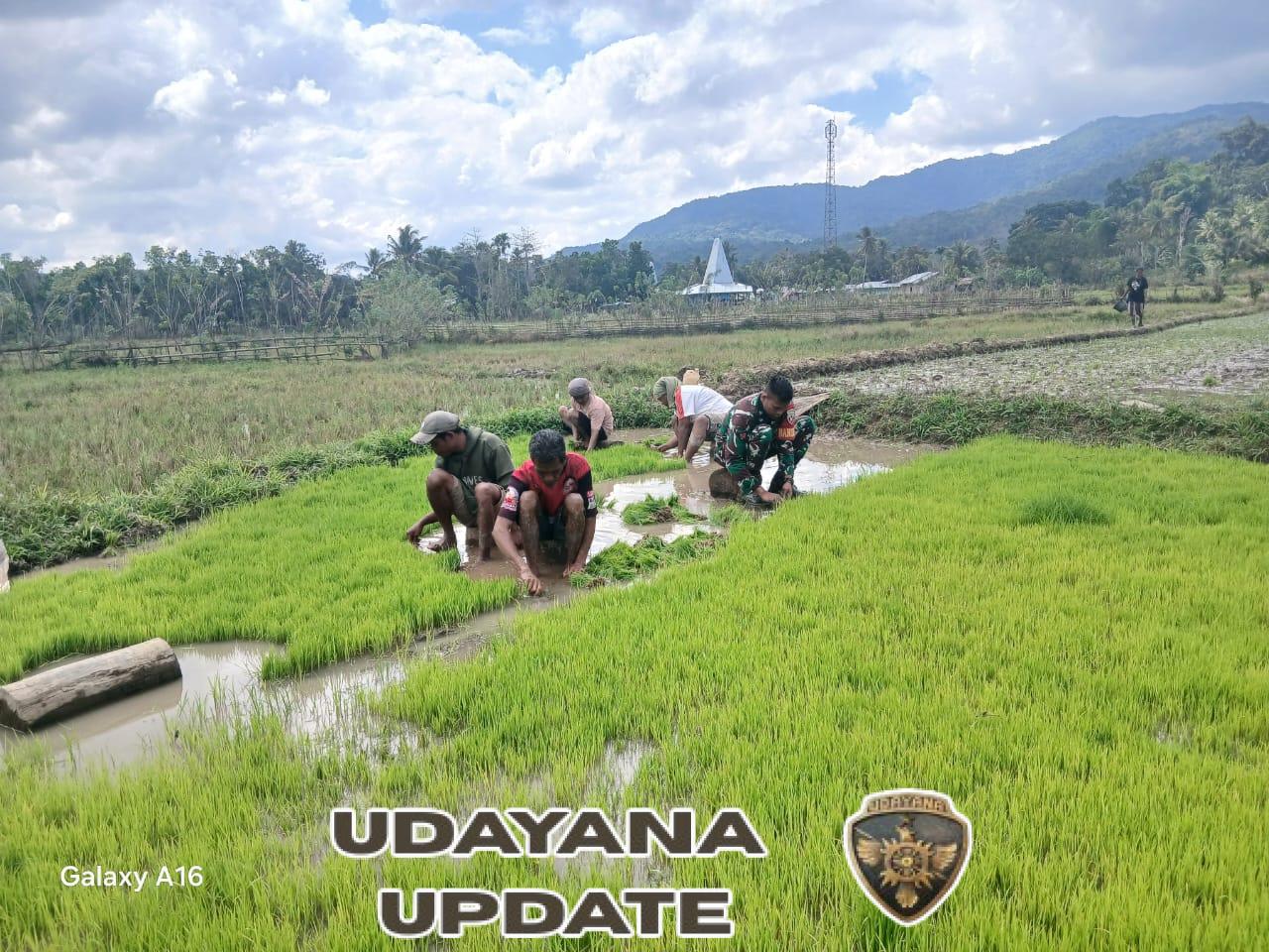 Aksi Babinsa Koramil 04/Tabundung Bantu Petani Cabut Bibit Padi Siap Tanam