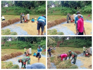 Babinsa Desa Kumbang Dampingi Petani Panen Padi di Dusun Batu Empas