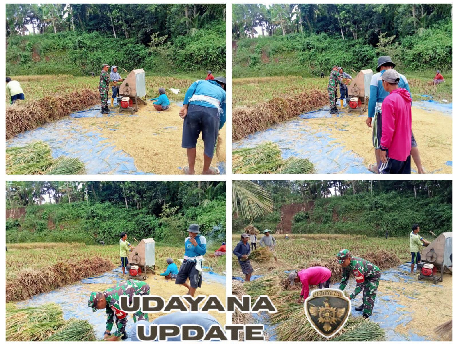 Babinsa Desa Kumbang Dampingi Petani Panen Padi di Dusun Batu Empas