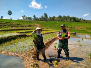 Babinsa 1627-01/Baa Terjun ke Sawah Bantu Petani Tanam Padi