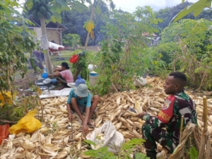 Dari Ladang ke Harapan: Semangat Babinsa Bersama Petani Lewokeleng